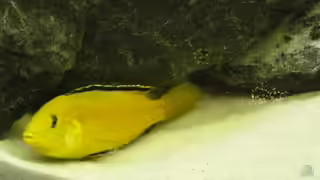 aquarium einrichtung