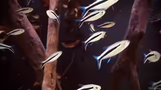 aquarium einrichten tipps