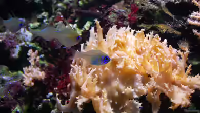 Darum sind Korallen Tiere und keine Pflanzen