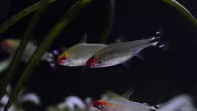 Petitella bleheri im Aquarium halten