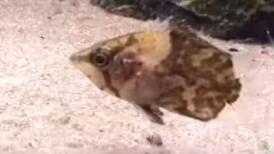 Polycentropsis abbreviata im Aquarium halten