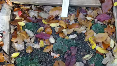 Sempervivum marmoreum im Garten pflanzen