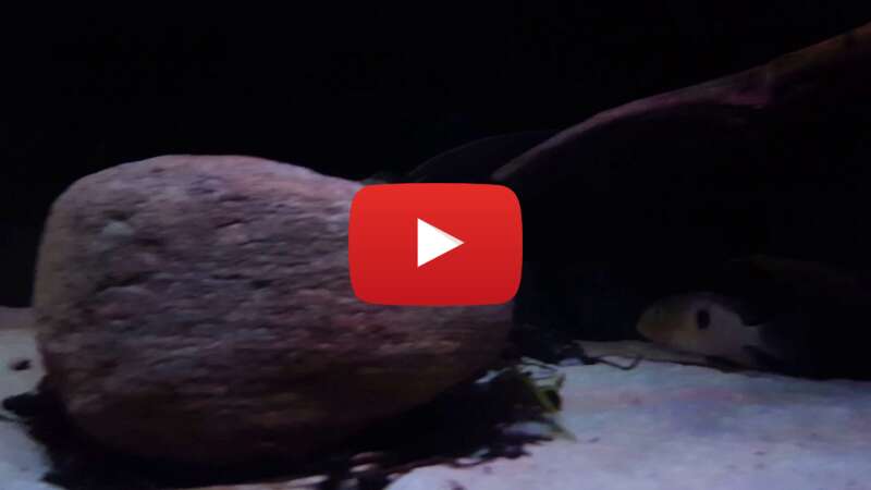 Video DLkfxgZB04Y abspielen