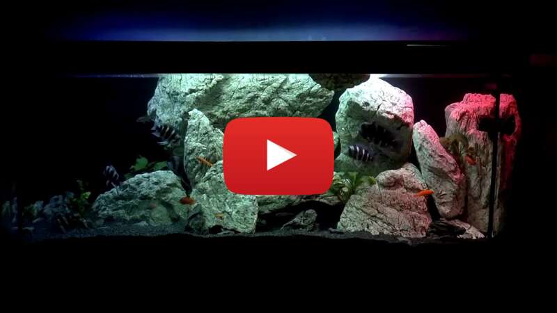 Video OEpl9Q1Zwdg abspielen